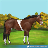 Horse Color:Gray Bay Splash Tobiano 