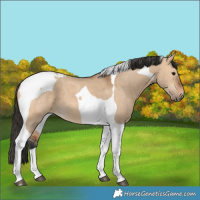 Horse Color:Bay Dun Tobiano