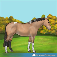 Horse Color:Bay Dun Tobiano 