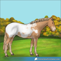 Horse Color:Chestnut Snowcap