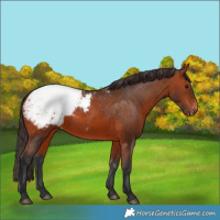 Horse Color:Bay Snowcap 