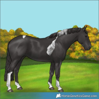 Horse Color:Smoky Black Tobiano 