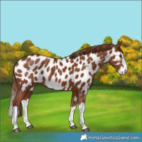 Horse Color:Chestnut Splash Near Leopard 