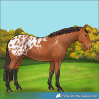 Horse Color:Bay Appaloosa 