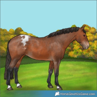 Horse Color:Bay Appaloosa