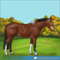Horse Color:Gray Bay Tobiano