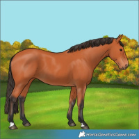 Horse Color:Bay 