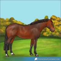 Horse Color:Bay 