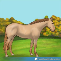Horse Color:Red Dun