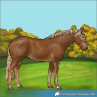 Horse Color:Gray Palomino 