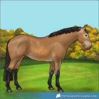 Horse Color:Gray Buckskin 