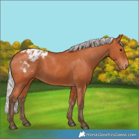Horse Color:Silver Bay Appaloosa 
