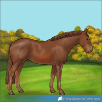 Horse Color:Chestnut 