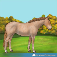 Horse Color:Red Roan 