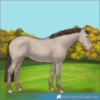 Horse Color:Classic Champagne Dun 