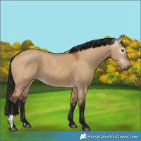 Horse Color:Gray Bay Dun