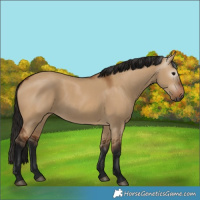 Horse Color:Gray Bay Dun 