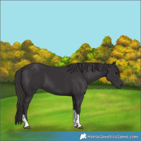 Horse Color:Smoky Black Tobiano 