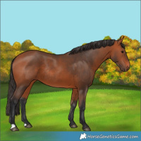 Horse Color:Bay Rabicano 