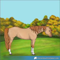Horse Color:Red Dun Tobiano