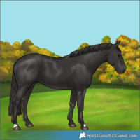 Horse Color:Smoky Black 