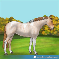 Horse Color:Red Roan Tobiano 
