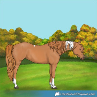 Horse Color:Chestnut Tobiano 