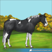 Horse Color:Unknown 