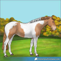 Horse Color:Unknown 