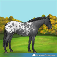 Horse Color:Unknown 
