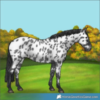Horse Color:Unknown 