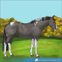 Horse Color:Unknown 