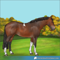 Horse Color:Unknown 