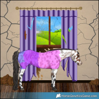 Horse Color:Brown Roan Appaloosa 