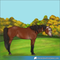 Horse Color:Gray Bay 