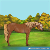 Horse Color:Gray Chestnut 