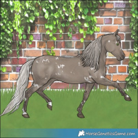 Horse Color:White Spotted Silver Grullo Rabicano