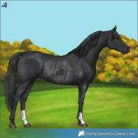 Horse Color:Black  and Black Rabicano 