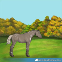 Horse Color:White Spotted Silver Smoky Grullo Rabicano 
