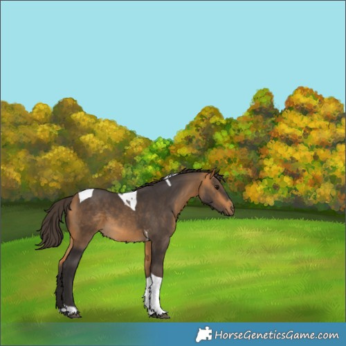 Horse Color:Buckskin Tobiano 