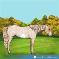 Horse Color:Red Roan Frame 