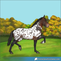 Horse Color:Brown Appaloosa 