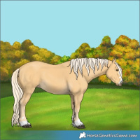 Horse Color:Palomino 
