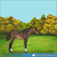 Horse Color:Buckskin Tobiano 