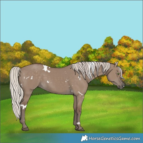 Horse Color:White Spotted Silver Grullo Rabicano 