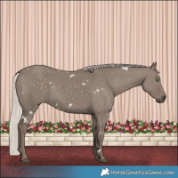 Horse Color:White Spotted Silver Grullo Rabicano