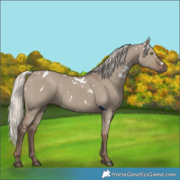 Horse Color:White Spotted Silver Grullo Rabicano 