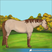 Horse Color:Red Dun 
