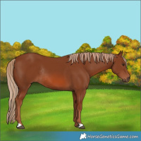 Horse Color:Chestnut Rabicano 