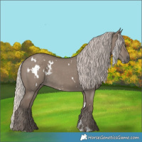 Horse Color:White Spotted Silver Grullo Rabicano 